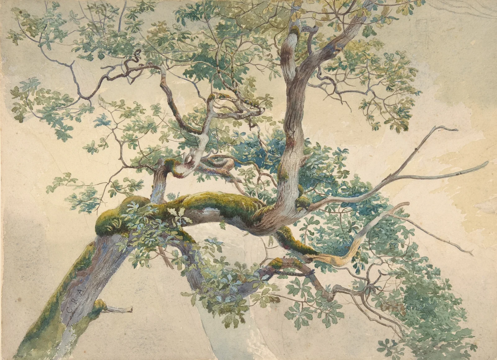 Akvarell av ett gammalt ekträd med mossiga grenar (Charles Reginald Aston, Tree Branches)